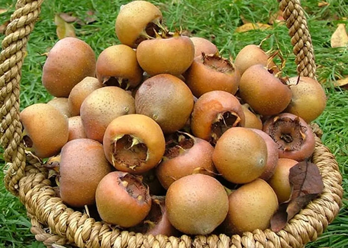 عکس ازگیل