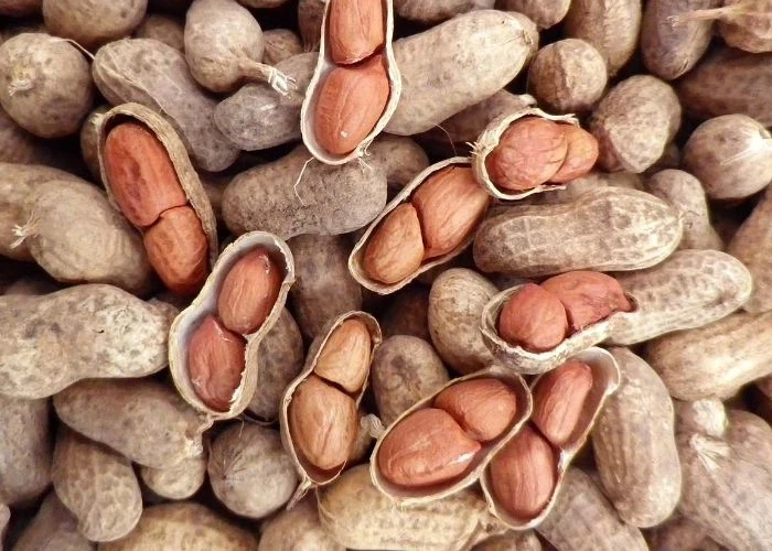 عکس بادام زمینی